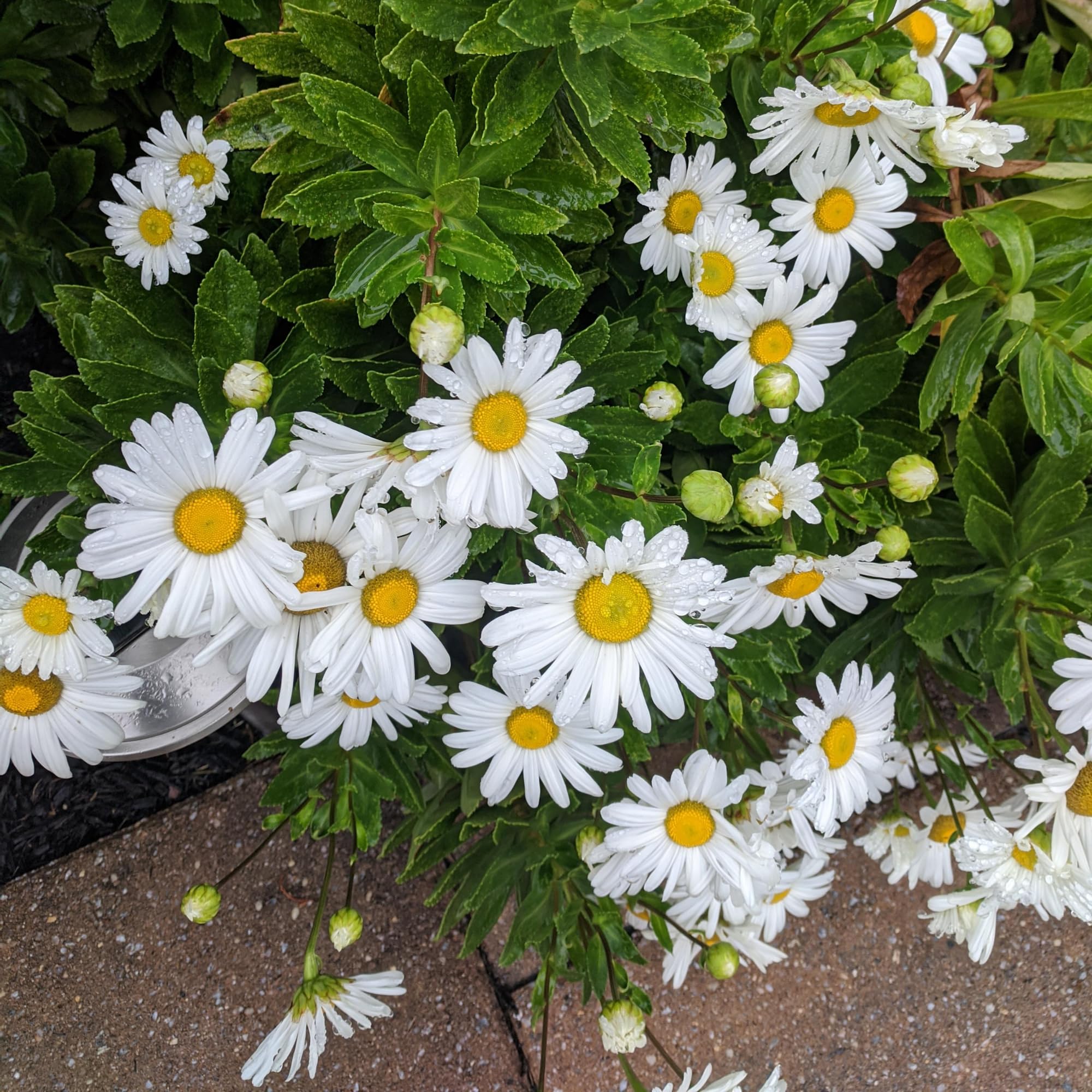 White Daisy Plant, 2-5 Inch Tall Daisies Starter Plants, Hardy Daisy Flowering Perennial for Outdoor Garden, Starter Plant in Soil, No Pot