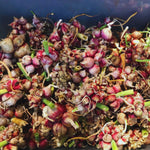 10 Egyptian Walking Onions Plants Live for Planting Outdoors Indoors, Onion Bulbs Plant Live, Size Plant 3 to 5''