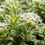 2 White Ixora Plants Live, 5 to 7 Inc Tall, Ixora Flower Plant, Shrub Plant Tropical Ornamental Plants, No Pot