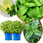 Big Clumps Peppermint Plants Live in Pot, Well-Rooted Herb for Home Gardens, Heirloom Mint Indoor Outdoor, Fresh Mints