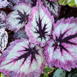 Set 2 Begonia Live Plants, Rare Begonia Plants for Trailing, Ornamental Hanging Basket 5"-9" in Tall (Fire)