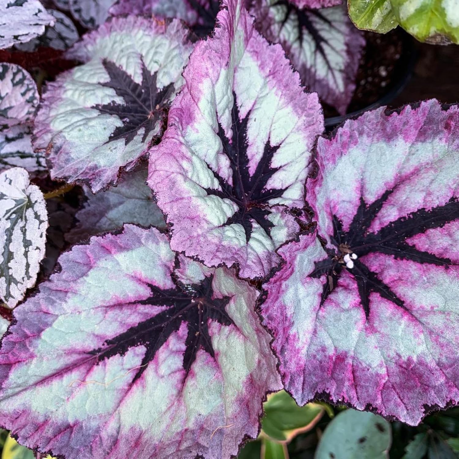 Set 2 Begonia Live Plants, Rare Begonia Plants for Trailing, Ornamental Hanging Basket 5"-9" in Tall (Fire)
