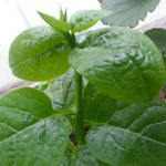 Malabar Spinach Starter Plant with 3 seedlings Basella Alba (Green stem) Non-GMO
