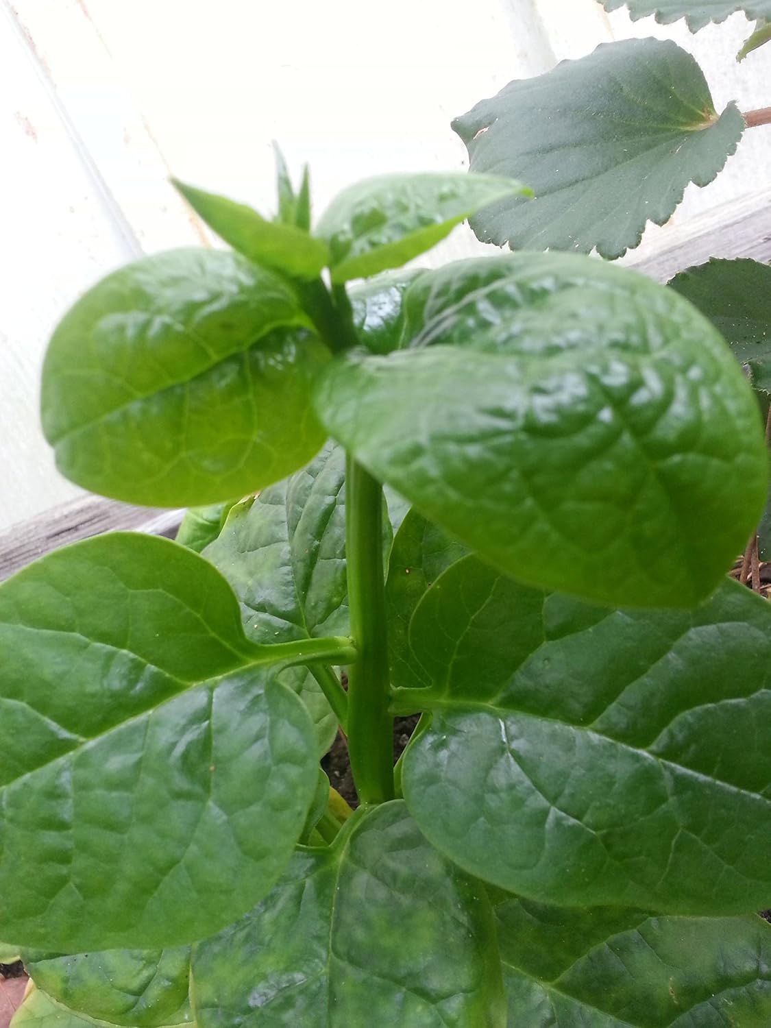 Malabar Spinach Starter Plant with 3 seedlings Basella Alba (Green stem) Non-GMO