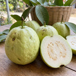 White Guava Plant Live 4-8 Inch Tall, Sweet Tropical Guava Fruit Tree Seedling, Garden and Container Growing