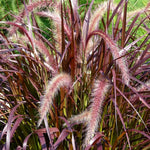 2 Grass Ornamental Grasses Seedlings, Live Grass Perennial Hardy Ornamental Plants, Outdoor Planting, 5-9" Tall (Purple Fountain)