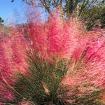 Set 2 Grass Plants Live for Planting, 5-9 Inch Tall, Ornamental Grasses Live Plants Perennial Grass, Well-Rooted (Ruby Muhly Grass)