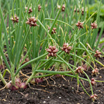 Set 8 Egyptian Walking Onion Live Plants, 1 Year Old Perennial Onions Plants Roots, Winter Allium Vegetables, Outdoor Planting