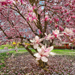 Magnolia Tree Live Plant 4-8 Inches, Pink Blooms Magnolia Bush, Fragrant Magnolia for Growing (Saucer Magnolia)
