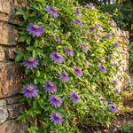 Set 2 Passiflora Incarnata Maypop Plant 4-6 Inch Height, Purple Maypop Passion Flower Plant for Trellis and Garden, No Pot