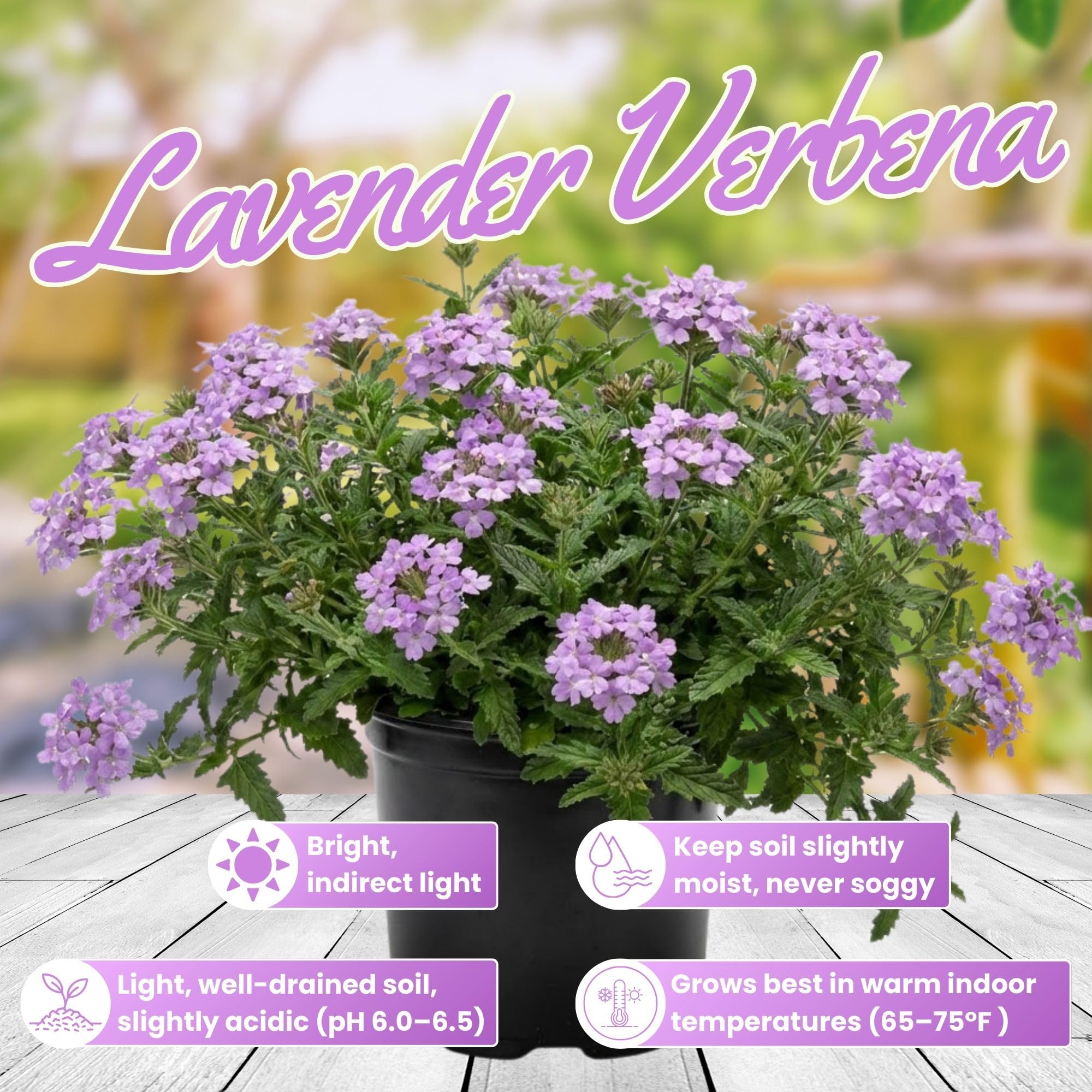Verbena Live Plants 4 to 8 Inches Tall, Verbena Live Plant, Perennial Flower Trailing Plants for Planting, Well-Rooted Plant (Light Purple)