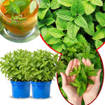 Big Clumps Spearmint Plants Live in Pot, Well-Rooted Herb for Home Gardens, Heirloom Mint Indoor Outdoor, Fresh Mints