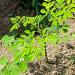 Drumstick Horseradish Moringa Oleifera Plants Live Tree in 4 Inc Pot, Herb Malunggay 6 to 8 Inc Tall Deciduous Planting Outdoor