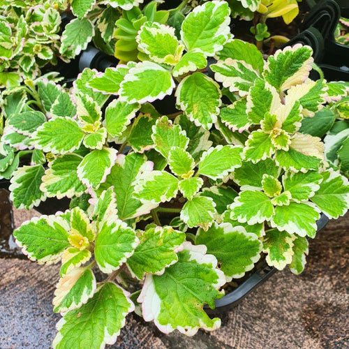 2 Plectranthus Swedish Ivy Plants Live to Grow, in 3 Inch Pot, Variegated Swedish Ivy Live Plant, Swedish Ivy Mint Starter Plants, 4-6" Tall