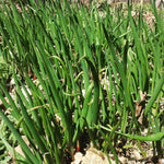 5 Egyptian Walking Onions Plants Live for Planting Outdoors Indoors Garden, Cold Hardy Vegetable Live Plant Indoor, from 4 Inches Tall