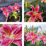 4 Pink Lily Bulbs, 4-6 Inch, Pink Lilies Bulbs, Flowering Bulb for Outdoor Garden Beds and Containers