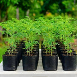 1 Moringa Tree Live Plant, 6-8 Inc Moringa Plants Live, Drumstick Horseradish Tree, Herb Malunggay Plants for Planting, No Pot