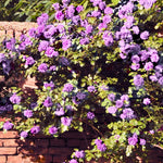 Rose Bush Live Plant, Fragrant Hybrid Tea Rose Flowers Well Rooted Plant, 5-10 Inc Tall for Planting Indoor Outdoor (Purple Rose)