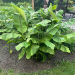 Banana Trees Live Plants from 4 to 6 Inc Long, Basjoo Banana Plants Live for Planting Gardening Outdoor and Indoor, 1 Plant