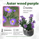 Live Aster Plant for Planting, Vibrant Purple Blooms 4-9 Inch Tall, Hardy and Perennial Aster, Ideal for Container and Outdoor Growing
