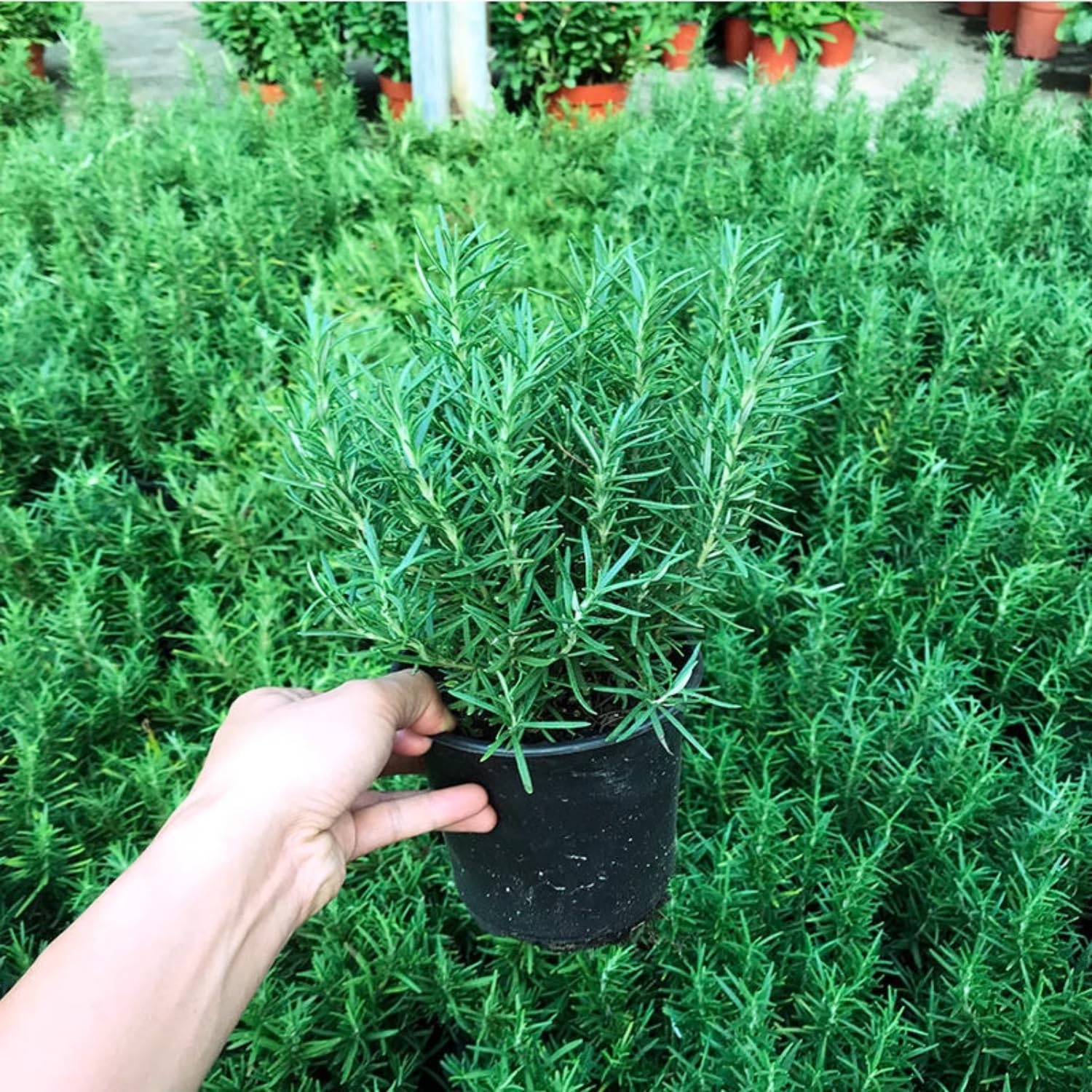2 Rosemary Plants Live, 4 to 7 Inc in Height, Rosemary Plant Pot 4 Inc, Live Rosemary Plant Indoor Outdoor