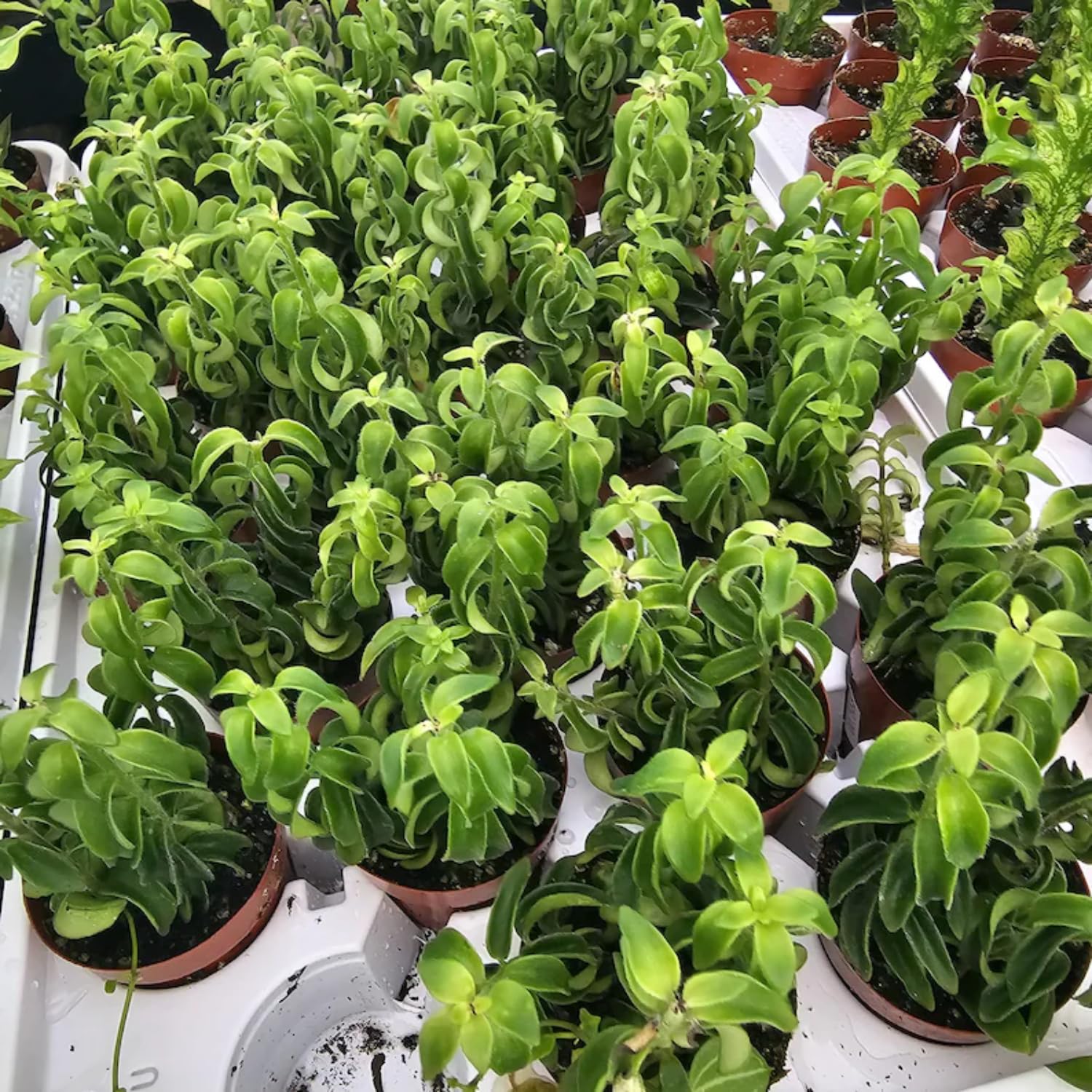 Pack 2 Twisted Lipstick Plants Live for Planting Indoor Outdoor in 3 Inches Pots, Curly Lipstick Live Plant Aeschynanthus