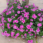 Set 4 of Mix Vinca Plants Live, Ground Cover Plant, Vinca Flower Plant Growing from 3 to 6 Inc Long