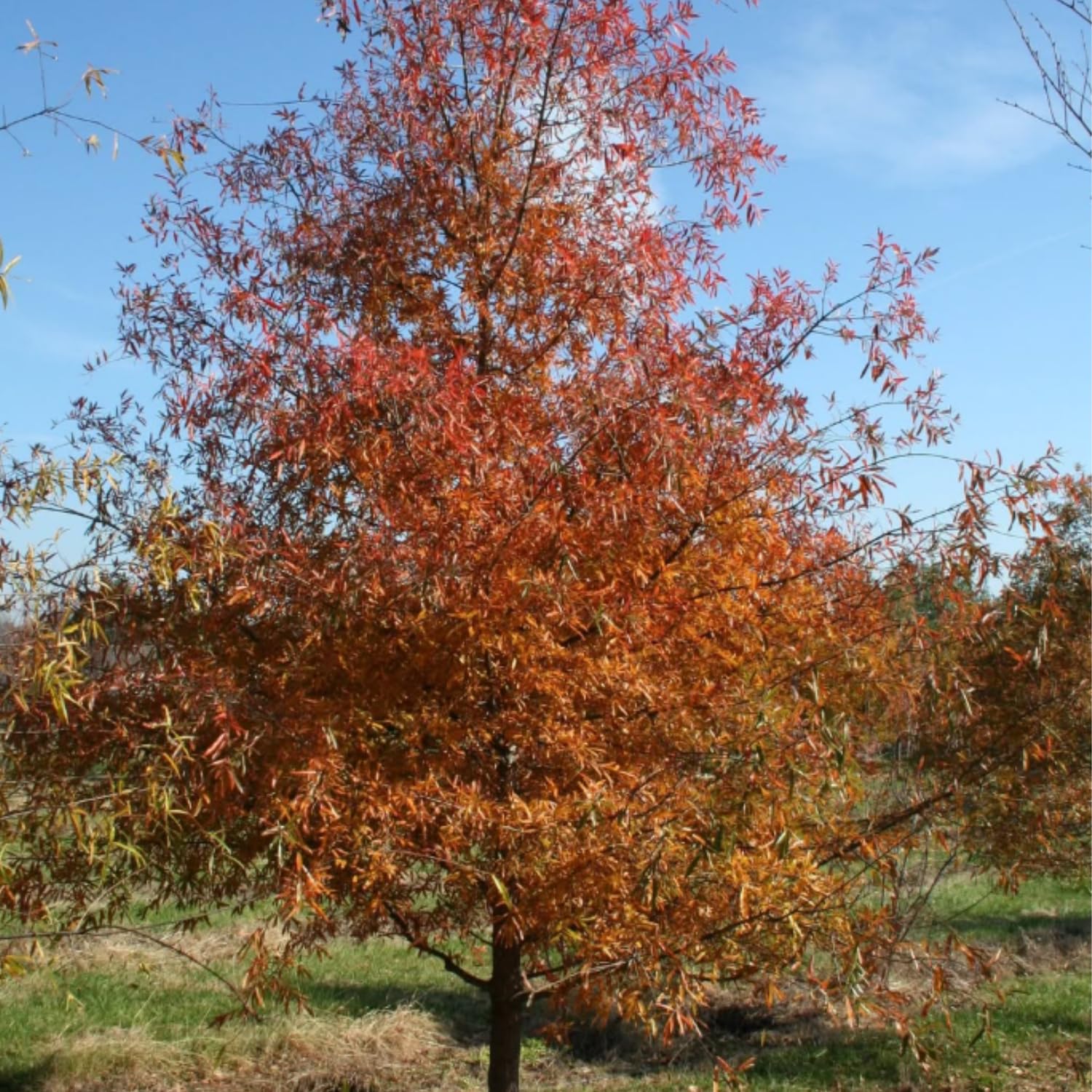 Willow Oak Plant Live, Oak Tree Live for Planting 12-18 Inch Tall, Oak Tree for Yard Growing