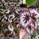Set 2 Begonia Live Plants, Rare Begonia Plants for Trailing, Ornamental Hanging Basket 5"-9" in Tall, Fire