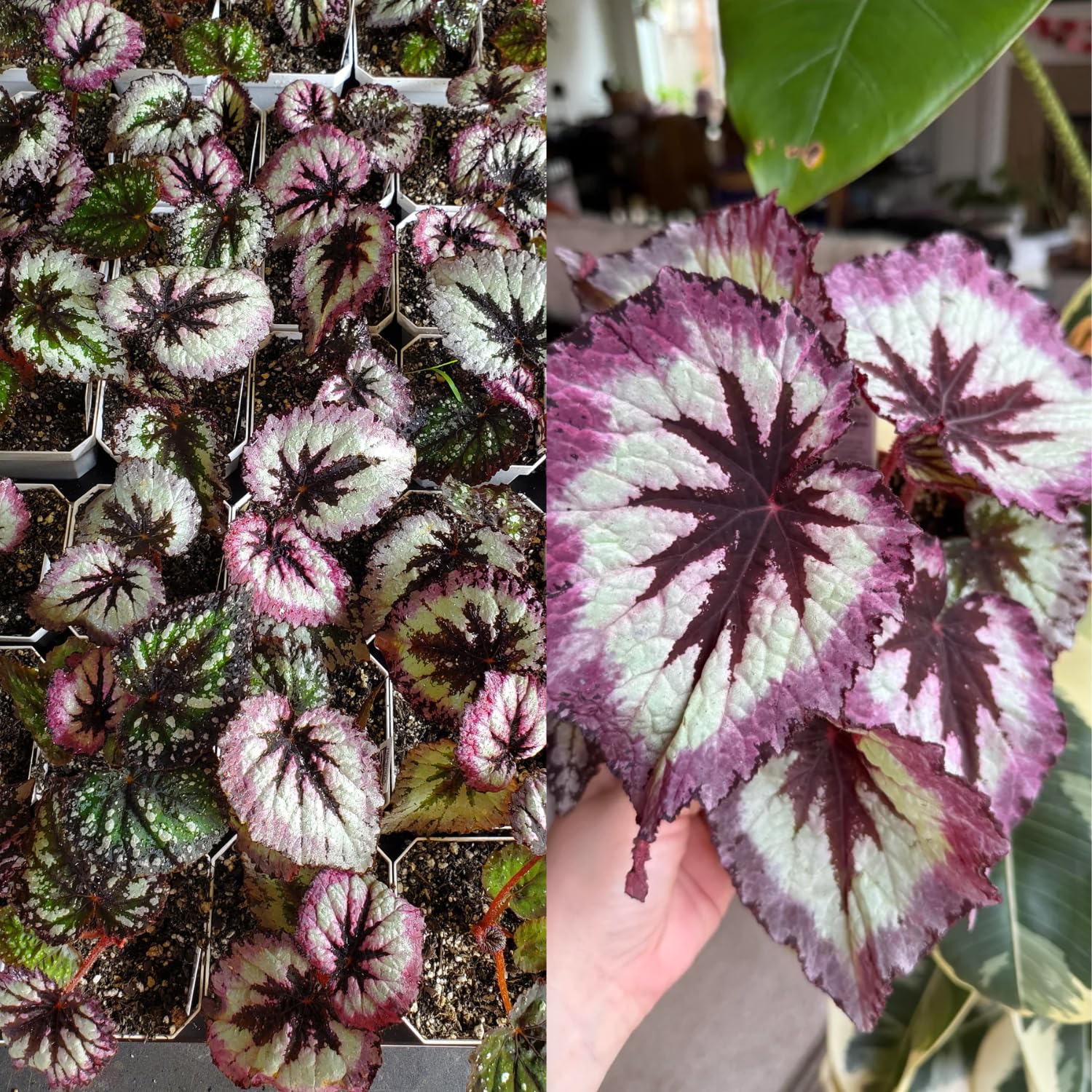 Set 2 Begonia Live Plants, Rare Begonia Plants for Trailing, Ornamental Hanging Basket 5"-9" in Tall, Fire