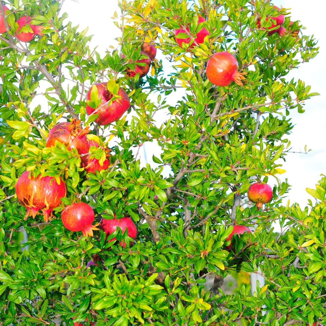 Pomegranate Tree Live Plant, 5–8" Tall Starter Seedling for Outdoor Planting