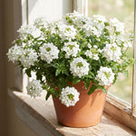 2 White Verbena Live Plants, Trailing Verbena Plants for Planting Outdoor, Perennial Ground Cover Flowers 4-7 Inches