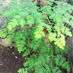 2 to 4 Live Moringa Trees Plants, Cold Hardy for Outdoor Garden, Zones 4-9, Well-Rooted Plant in Pot, Moringa Oleifera Malunggay Horseradish Trees
