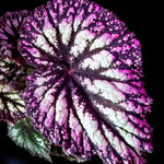 Set 2 Begonia Live Plants, Rare Begonia Plants for Trailing, Ornamental Hanging Basket 5"-9" in Tall, Fire