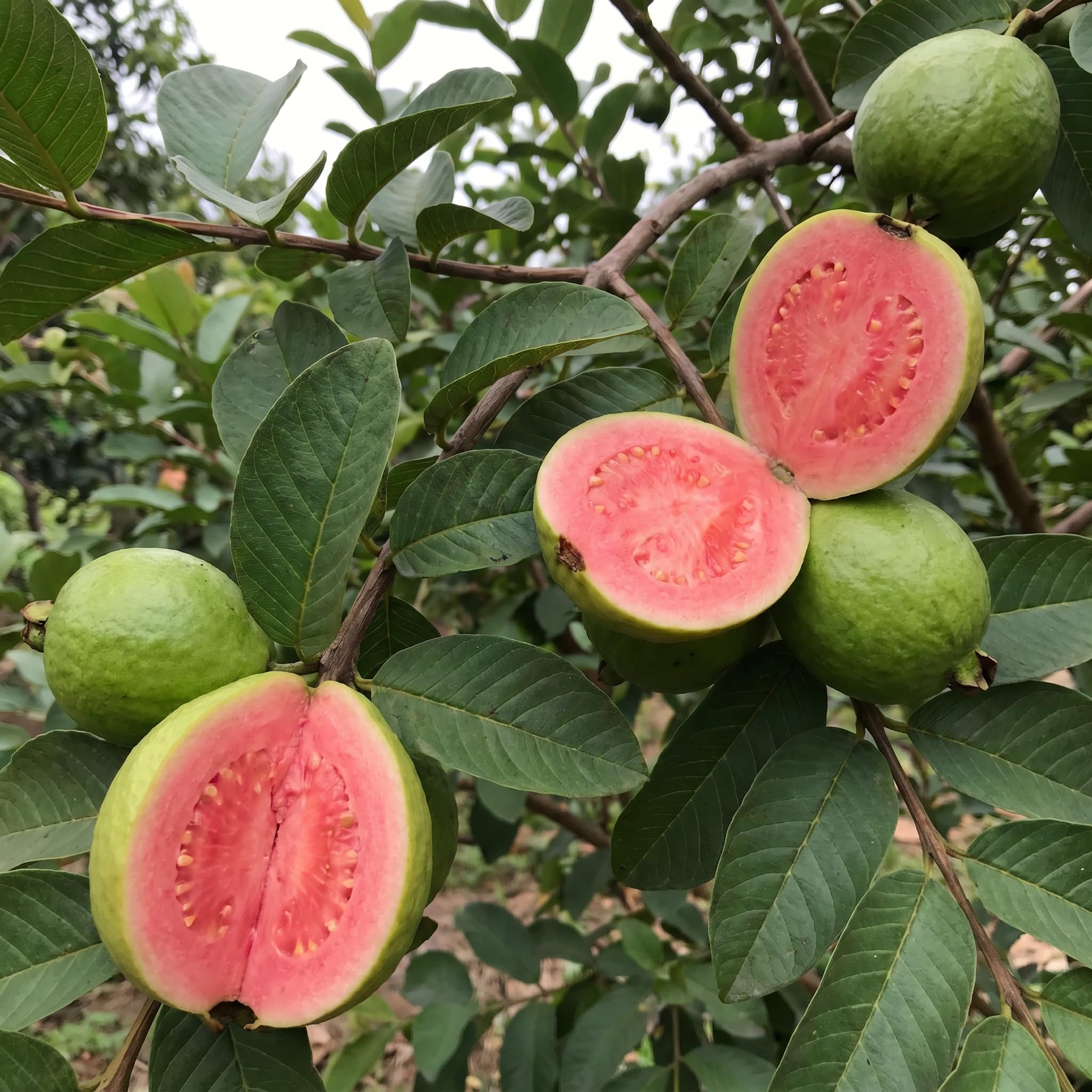 Pink Guava Tree Live Plant 4–7 Inches Tall, Sweet Guava Fruit Tree Seedling, Tropical Outdoor or Container Plant