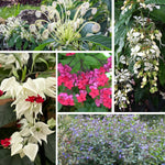 2 Clerodendrum Live Plants, Clerodendrum Wallichi Mix Blooms, 5-9 Inc Tall