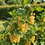 Live Golden Currant Plant, Currant Bush Live Plant, 1 Year Old, 6-12 Inc, Currant Berry Fruit Tree for Containers, Patio