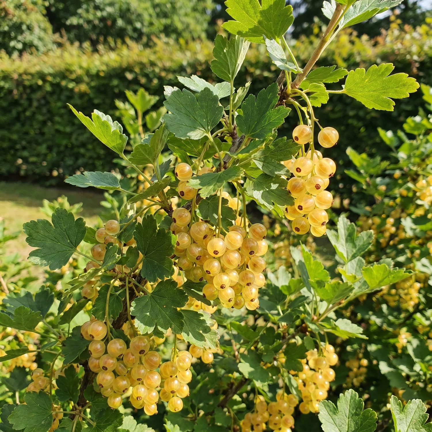Live Golden Currant Plant, Currant Bush Live Plant, 1 Year Old, 6-12 Inc, Currant Berry Fruit Tree for Containers, Patio