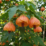 2 Orange Abutilon Plants 4-8" Tall, Trailing Lantern Flowering Vine for Patio, Containers and Outdoor, Hardy Bell Shaped Flowers Shrubs
