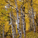 Quaking Aspen Tree Live Plant, Aspen Seedling, 18 to 24 Inc Tall Shrub Plant