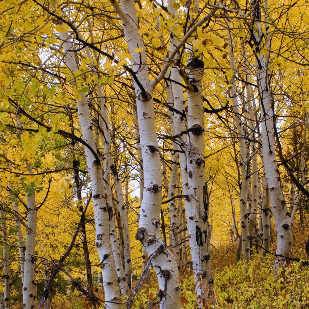 Quaking Aspen Tree Live Plant, Aspen Seedling, 18 to 24 Inc Tall Shrub Plant