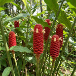 2 Zingiber Zerumbet Shampoo Ginger Plants, Awapuhi Hawaiian Ginger Live Plants 4-7 Inches, Red Ginger Lily for Planting