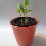Malabar Spinach Starter Plant with 3 seedlings Basella Alba (Green stem) Non-GMO