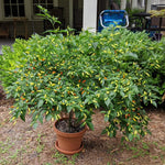 Pack 4 Common Hot Pepper Plants Live, 80 Days Old Live Red Pepper for Growing, Hot Chili Peppers for Planting, 5 to 9 Inc Tall, 2 Plants Per Pot