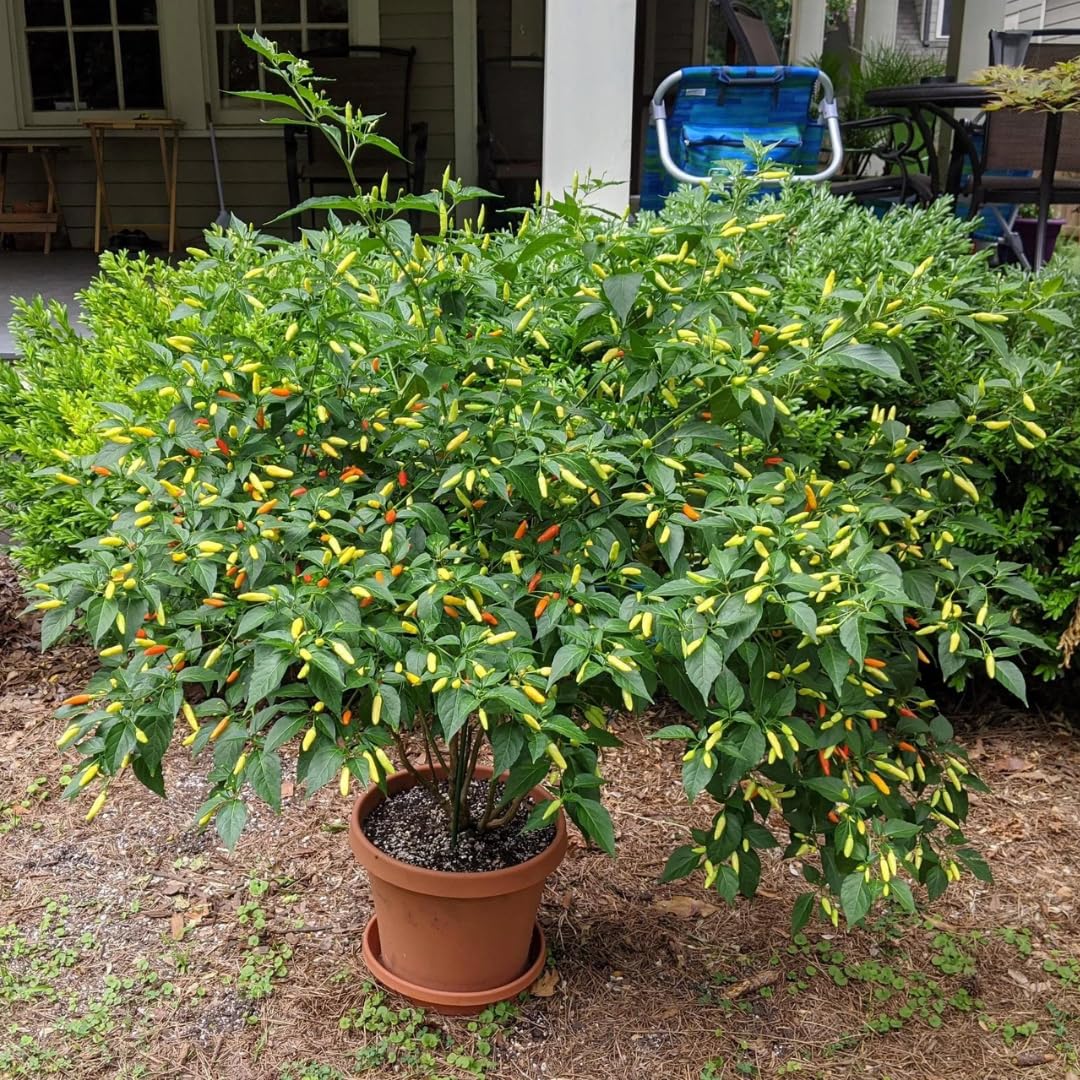 Pack 4 Common Hot Pepper Plants Live, 80 Days Old Live Red Pepper for Growing, Hot Chili Peppers for Planting, 5 to 9 Inc Tall, 2 Plants Per Pot
