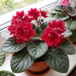 African Violet Plant Live in 4 Inch Pot, Indoor Flowering Houseplant, Compact Blooming Plant for Home or Office (Red Blooms)