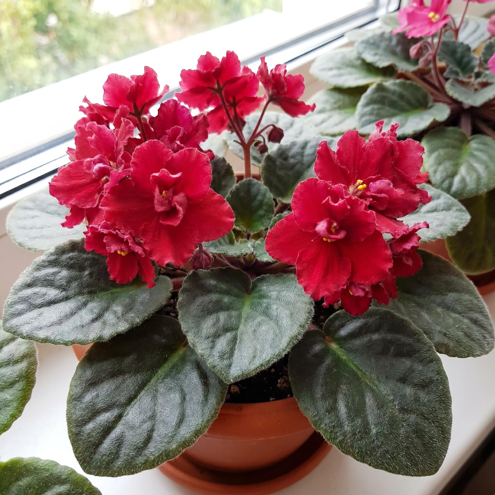 African Violet Plant Live in 4 Inch Pot, Indoor Flowering Houseplant, Compact Blooming Plant for Home or Office (Red Blooms)