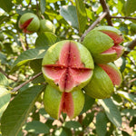 Pink Guava Plant Live, Tropical Guava Tree 6-10'' Tall, Sweet, Hardy Fruit Tree for Outdoor Garden Planting