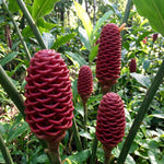 Shampoo Ginger Live Plant, Tropical Zingiber Plant Zingiber Zerumbet, Pinecone Ginger Lily for Indoor and Outdoor Gardens, 4-6 Inch Tall