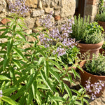 Lemon Verbena Plant Live, Green Foliage Herbs, Verbena Plant, 3-5 Inches Tall, Well-Rooted for Outdoor Planting